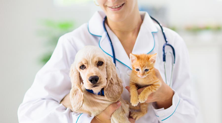 Medical Vet